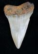 Fossil Mako (Isurus) Tooth - NC #10506-1